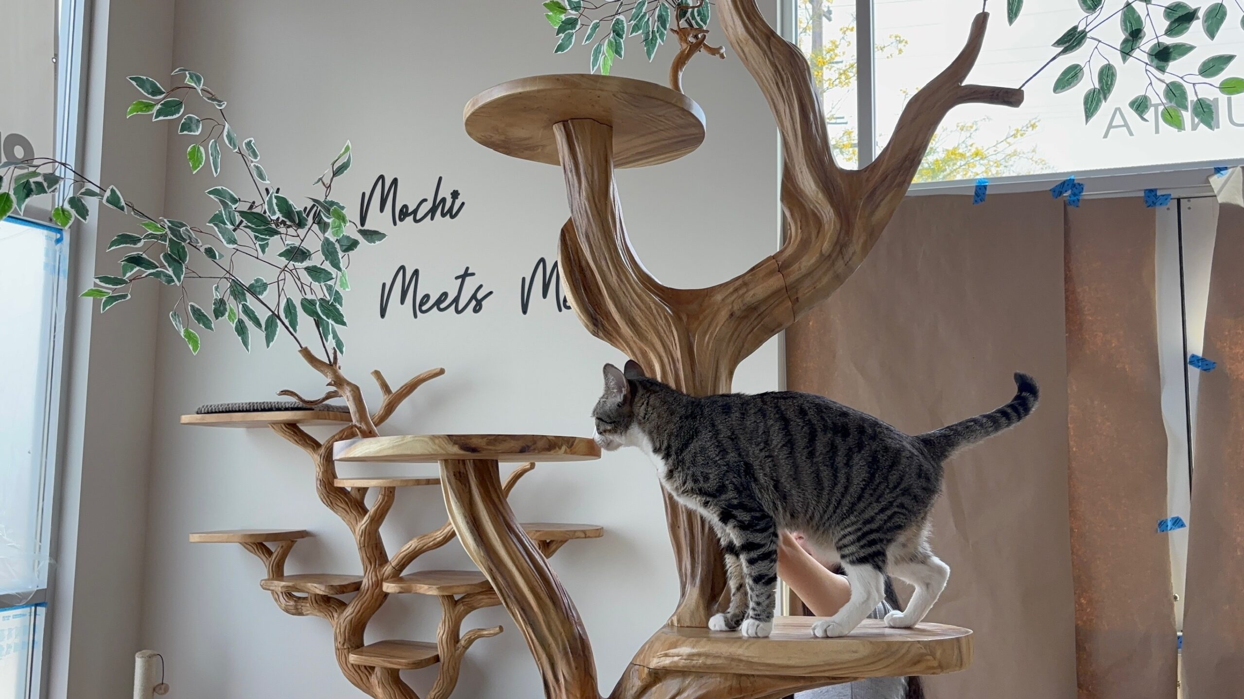Where Mochi Meets Meows: A First Look Inside Mochi Kittos, Gardena’s New Cat Café & Mochi Haven