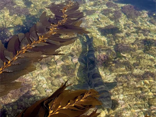 Kayaking with Leopard Sharks in Palos Verdes: A Coastal Kelp Forest Encounter You Don’t Forget